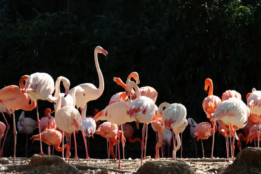 Shanghai Wild Animal Park: An Exploration Journey from Urban Oasis to Natural Kingdom-3