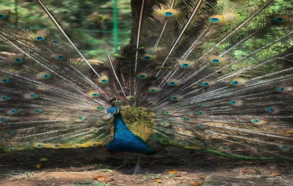 Primeval Forest Park: Un viaje al reino secreto del reino del pavo real y las selvas tropicales-4