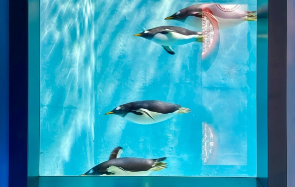 Harbin Polarland: A Viaje romántico de los milagros en las profundidades de los mares helados