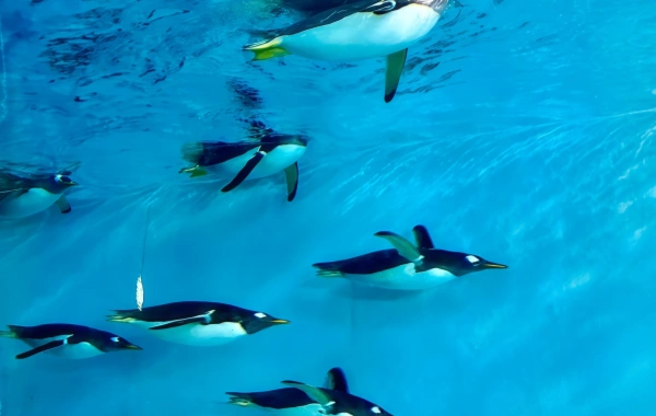 Harbin Polarland: A Viaje romántico de los milagros en las profundidades de los mares helados-2