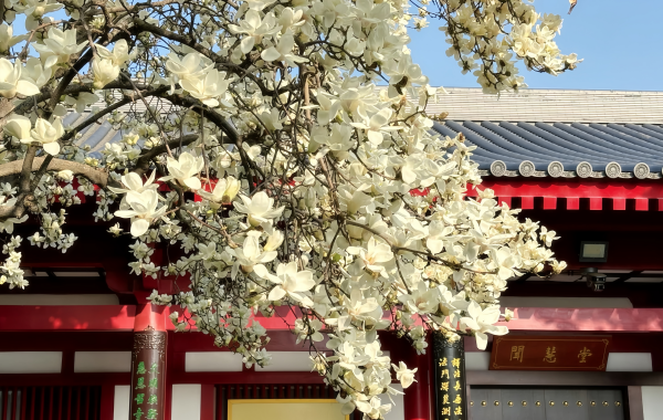 Da Ci'en Templo:A Tang Dynasty Zen Paradise Donde Xuanzang Tradujo las Escrituras Budistas Sobre un Milenio-4