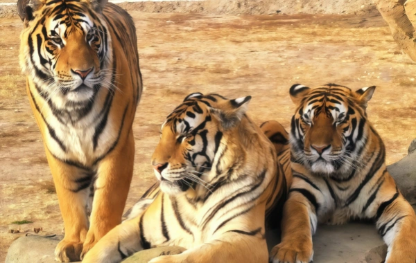 Siberian Tiger Park:Un viaje Respondiendo al Llamado Salvaje del Rey Retorno
