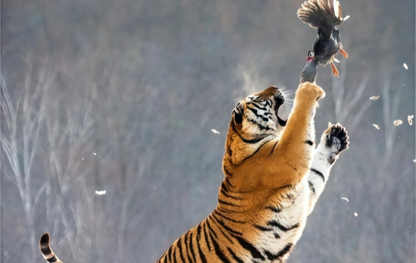 Siberian Tiger Park:Un viaje Respondiendo al Llamado Salvaje del Rey Retorno-2