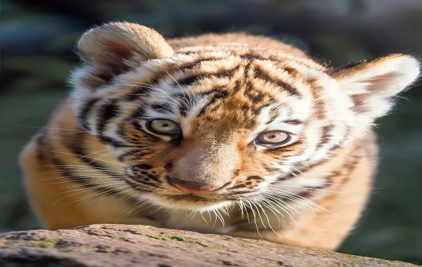 Siberian Tiger Park:Un viaje Respondiendo al Llamado Salvaje del Rey Retorno-3