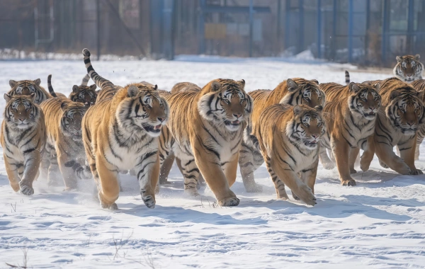 Siberian Tiger Park:Un viaje Respondiendo al Llamado Salvaje del Rey Retorno-4