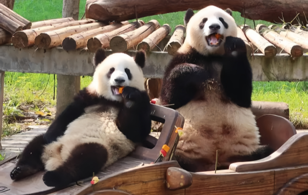 Zoológico Chongqing:Una línea de vida para la ciudad de montaña durante 70 años