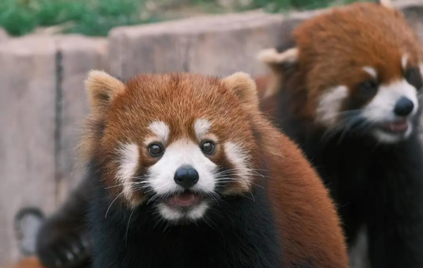 Zoológico Chongqing:Una línea de vida para la ciudad de montaña durante 70 años-2