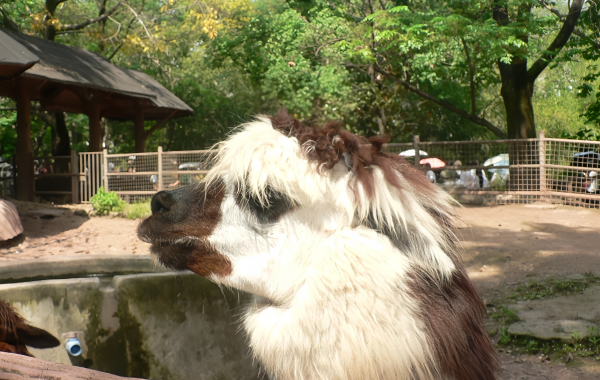 Zoológico Chongqing:Una línea de vida para la ciudad de montaña durante 70 años-4