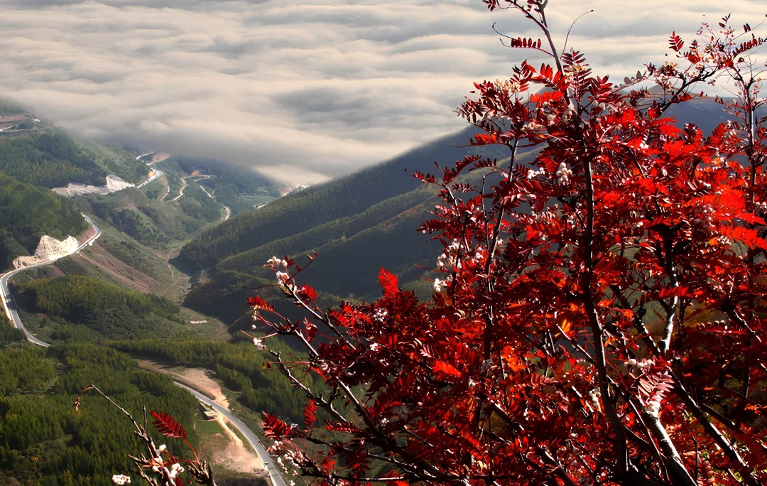 Liupanshan: Un viaje a un Santuario del Noroeste donde el Intervino Verde y Rojo-3