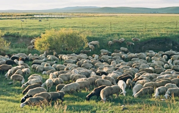 Hulunbuir Grassland:A Путешествие к самой извилистой реке в мире в королевстве пастбищ-3
