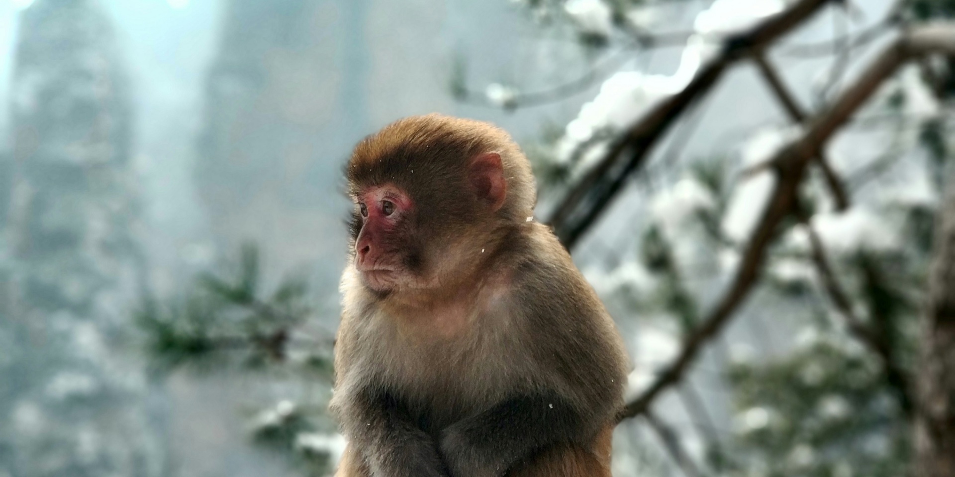 Panoramica completa di Zhangjiajie
