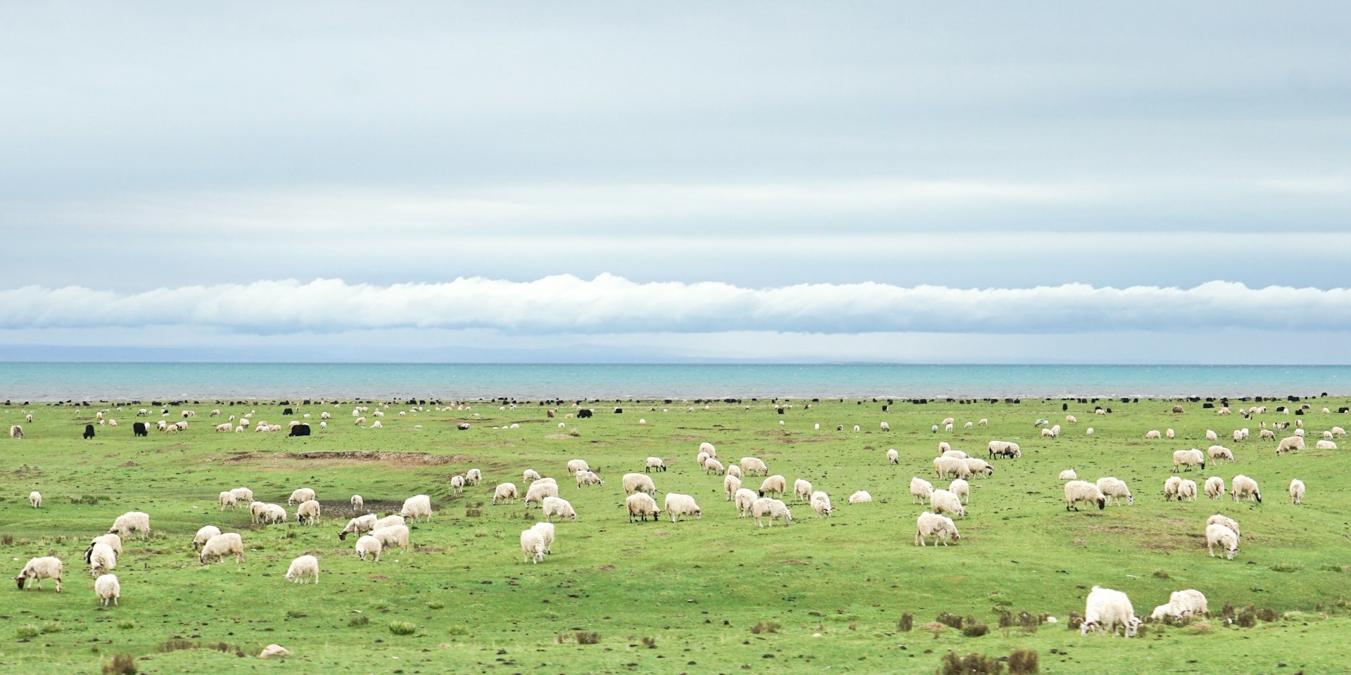 مرتفعات قنغهاي وثقافة التبت - 3 أيام