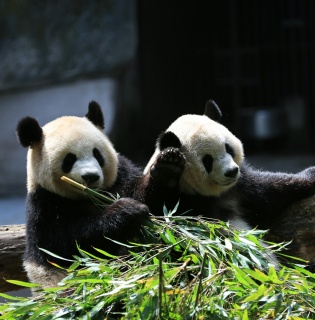 Panda Valley & Dujiangyan One-Day Tour