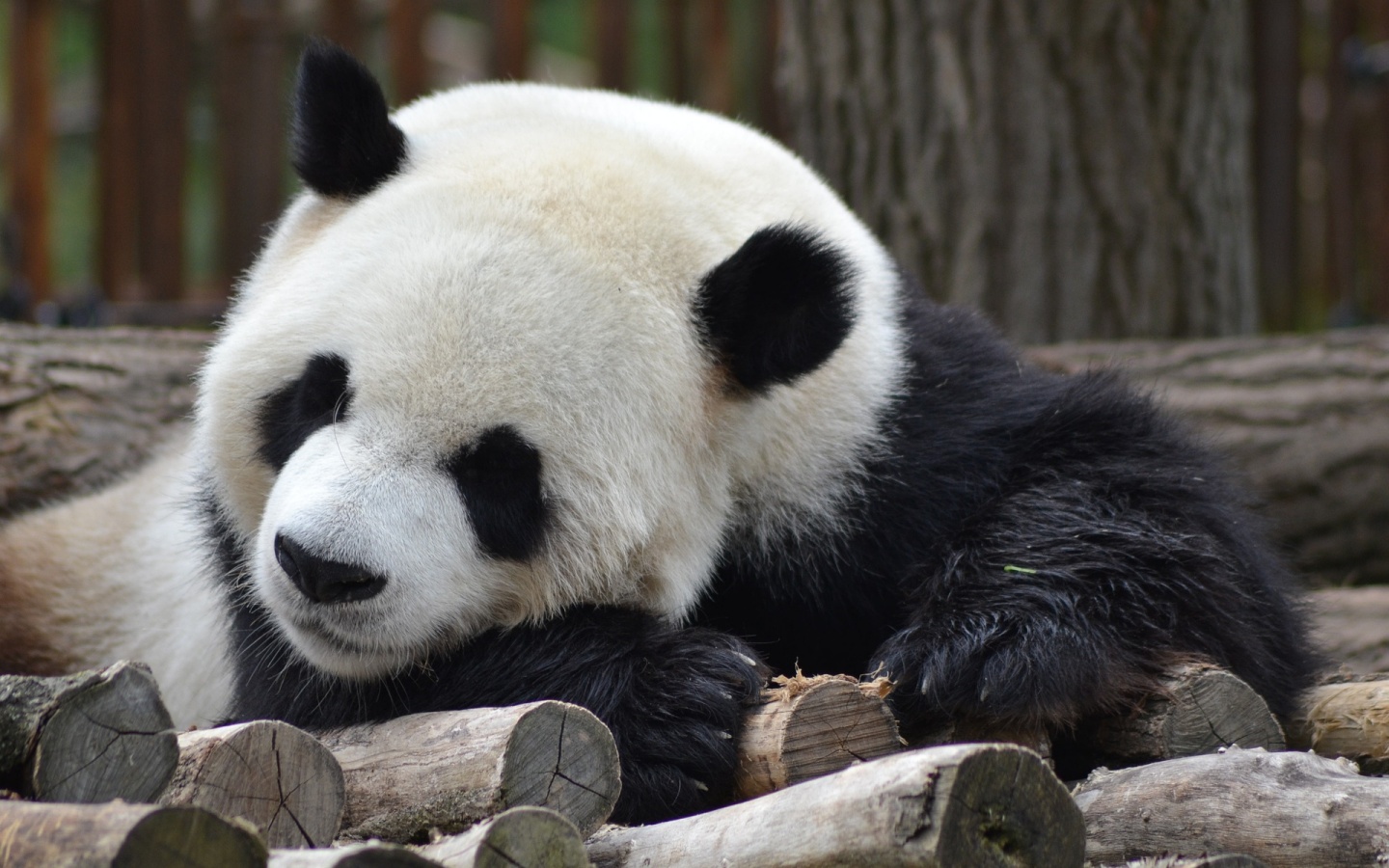 День 2: Чэнду