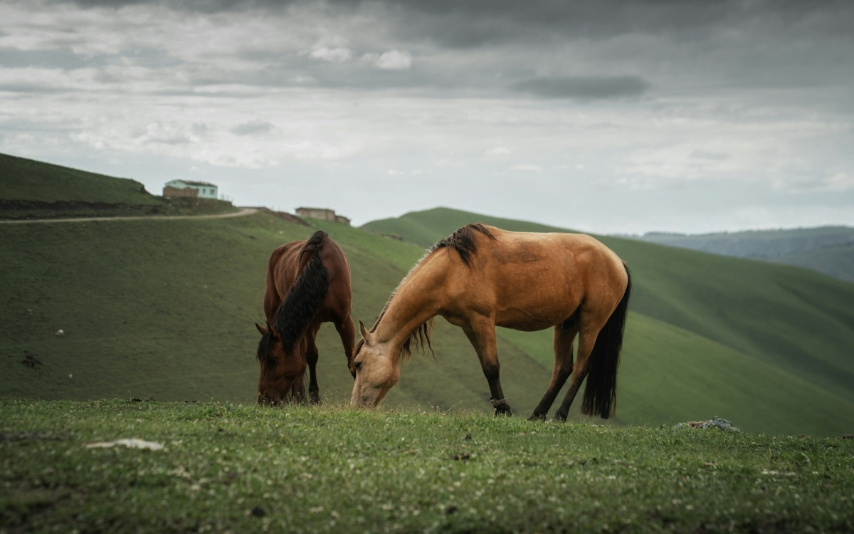 Day 1: Urumqi Arrival