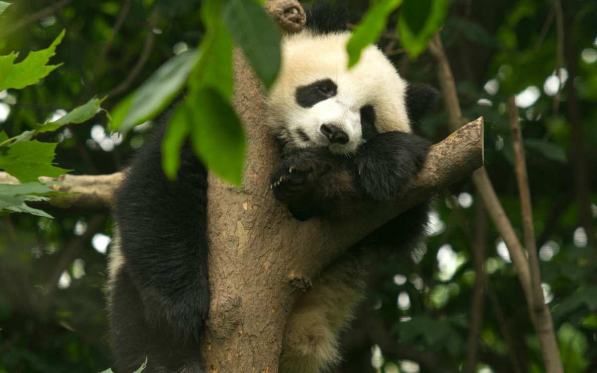 Day 10: Chengdu--Tibet