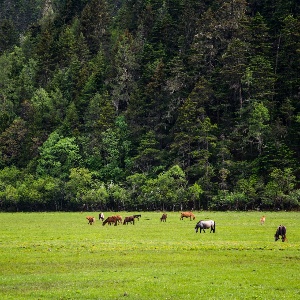 雲南アドベンチャーと風光明媚なワンダー:自然美を探求する6日間