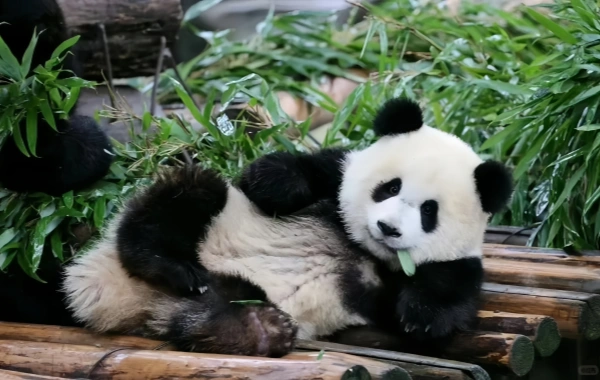 Chengdu After Dark: A Guide to Night Markets, Nightlife, and Food Streets That Capture the City’s Vibrant Soul