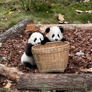 Top 10 Must-See Attractions in Chengdu: Essential Sights for Every Traveler