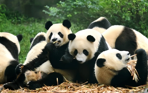 Exploring the Enchanting Chengdu Panda Base