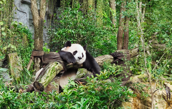 The 12-Day (Chengdu, Jiuzhaigou, Chongqing, Zhangjiajie, Guangzhou) Private China Nature Tour: Pandas, Mythic Pools, Sky Gardens & River Lights