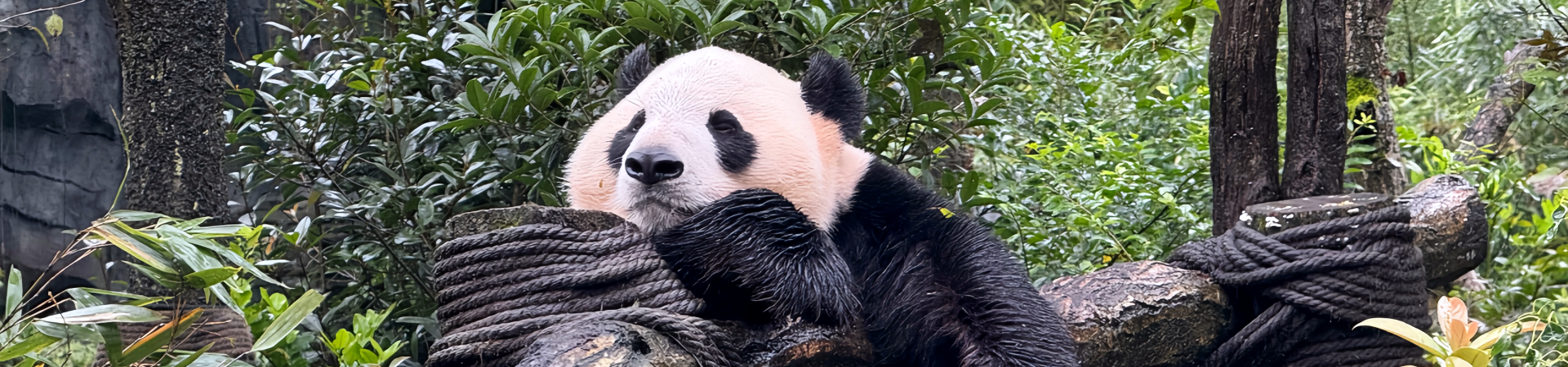 Топ-5 Must-Try Сычуань Блюда: пряное и вкусное путешествие по кулинарному центру Китая