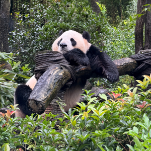 Top 5 du Sichuan Plats : un voyage épicé et savoureux à travers la Chine