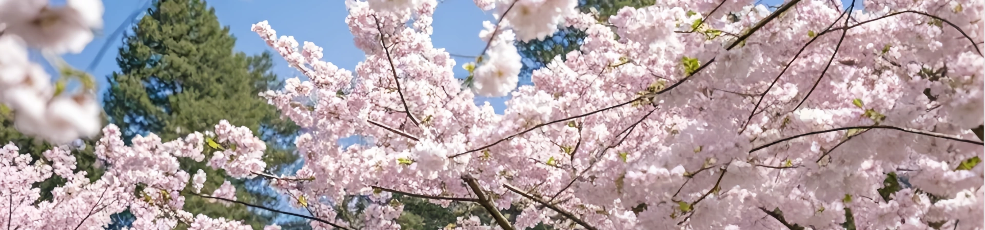 Оригинальное название: The Ultimate Guide to the Best Time to Visit Yunnan: Diverse Landscapes & Cultural Богатые ждут