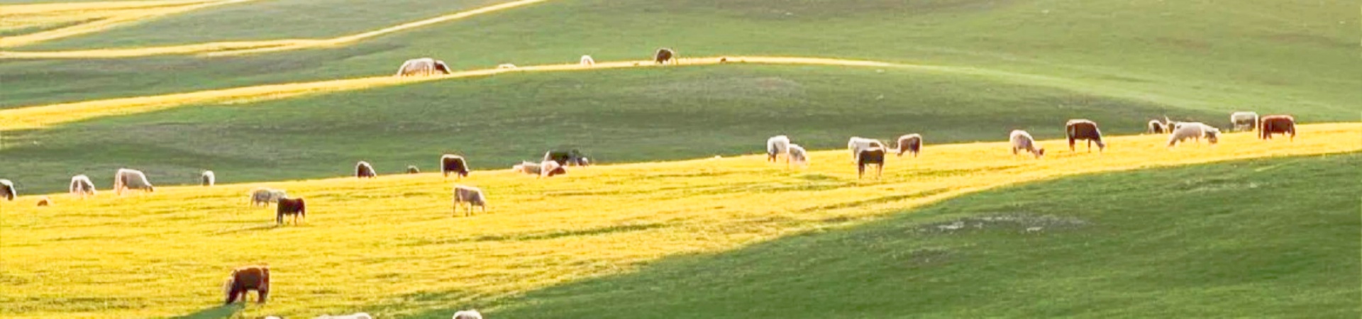 Xilin Gol Grassland