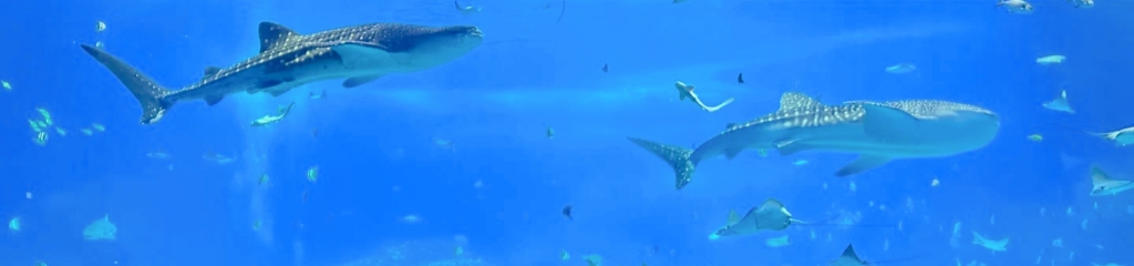 Chimelong 대양 왕국: Blue Dream World-Class Ocean의 전설적인 여행 테마파크