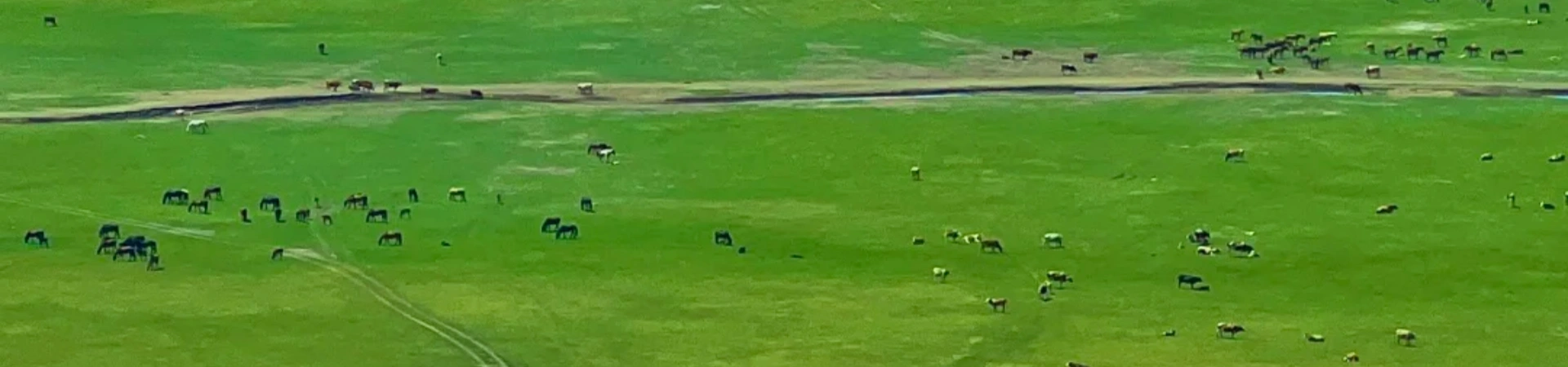 ハルン・ビュアー