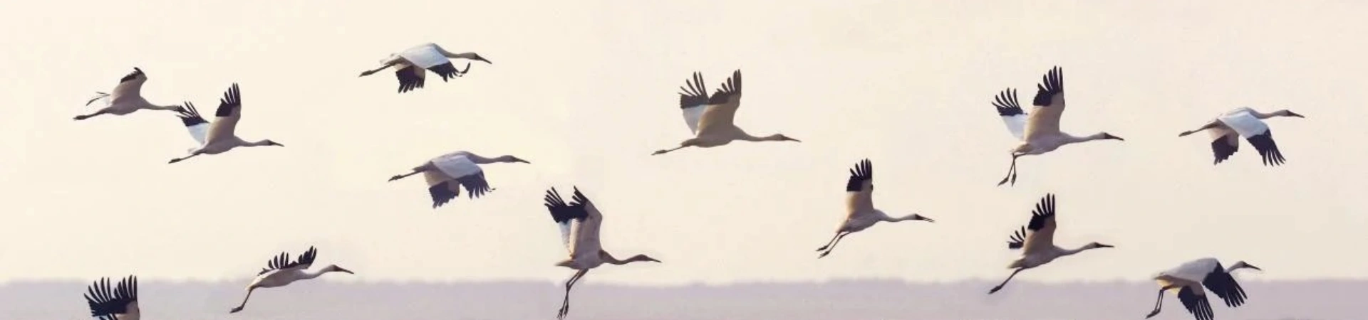 Poyang Lake 국립 습지 공원