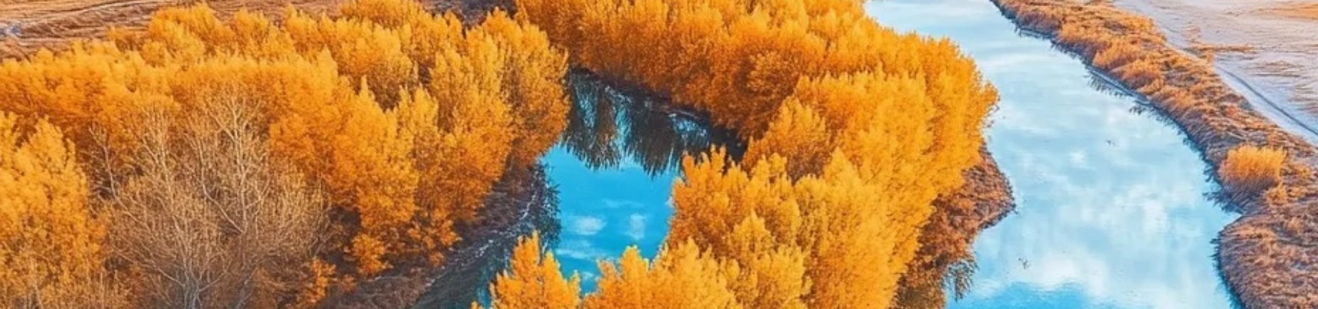 Ejina Populus ユーカリの森