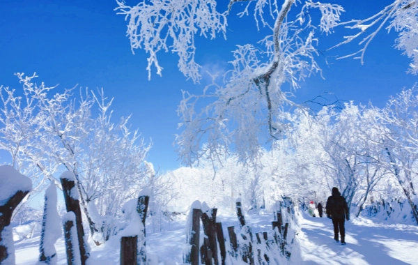 Giorno 8: Città della neve a Yabuli