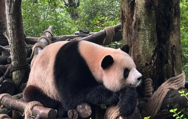 Day5 Dujiangyan Panda Valley 