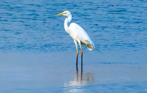 Chinese egret